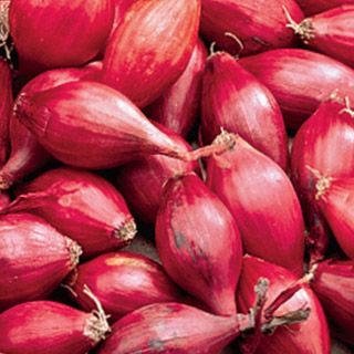 Holland Red Shallots Bulbs (Bag of 10) Plant Spring and Fall