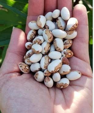 Hidatsa Shield Bean Seeds for Planting (20 Seeds)