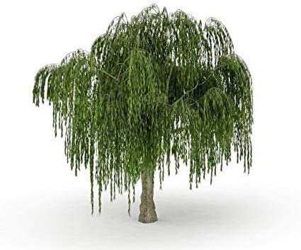 Australian Willow Bonsai Trees Fresh Cutting - Extensive Thick Trunks Fast Growing Light Bonsai Indoor Money Plant - Antique Piece for Your Home and Office