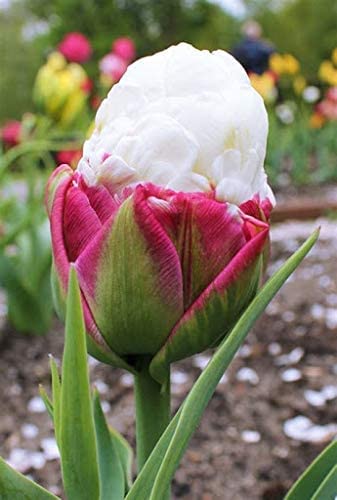 5 Ice Cream Cone Tulip Bulbs - Exotic Live Plants, Ships from Iowa, USA