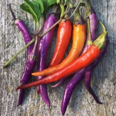 Exotic Pepper Seeds for Planting -