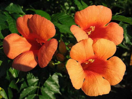 Hummingbird Trumpet Creeper Vine Campsis Radicans Flower Jocad (25 Seeds)