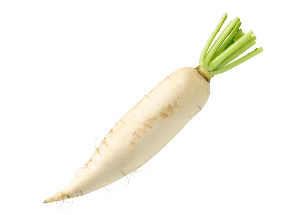 Bulk Daikon Radish Seeds for Food Plot or Cover Crop - Chinese, Japanese, or Oriental Radish - Easy to Grow