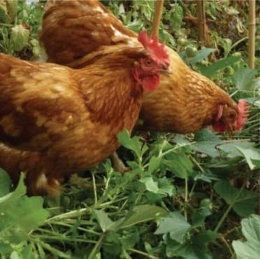 Chicken Forage Seed Mix - Better Eggs and Meat, Annual Ryegrass, Perennial Ryegrass, Buckwheat, Flax, Millet, Forage Peas, Red Clover, Alfalfa, Sunflowers (10 Pounds Bulk)