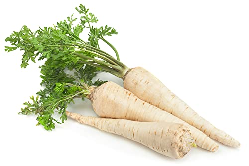 All American Parsnip Seeds for Planting - 250+ Seeds - Rare Garden Vegetable Seeds