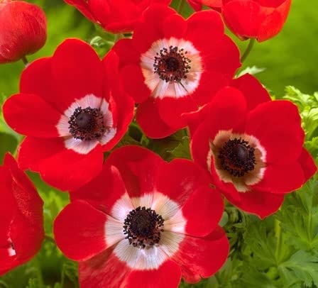 10 Anemone "Leslie's Wanderlust" - Ships from Iowa, USA | Flower Bulbs for Planting