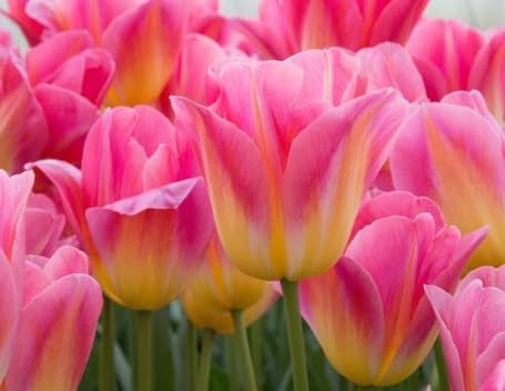 Tom Pouce Tulip Bulbs for Planting - Easy to Grow, Plant in Fall, Winter or Early Spring