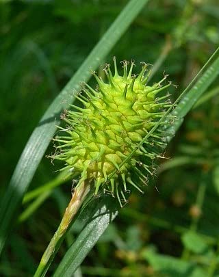 Narrow Leaf Cattail Sedge Seeds for Planting (50 Seeds) - Carex squarrosa