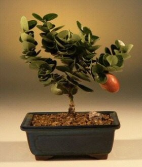 Plum Bonsai Tree Seeds for Planting - 10 Seeds of Prunus americana - Made in USA, Ships from Iowa - Popular Outdoor Tree or Bonsai