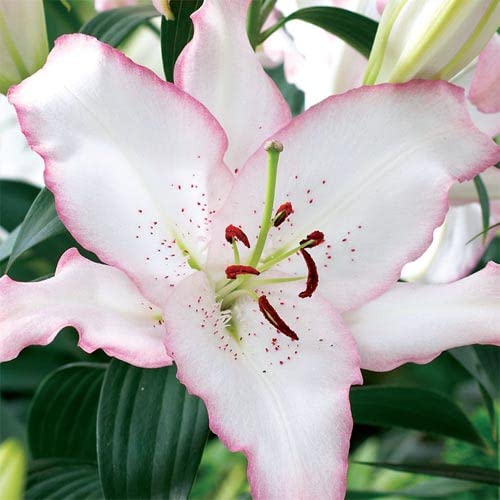 Oriental Lily Brasilia Bulbs for Planting - Blooms Later Than Most Lily