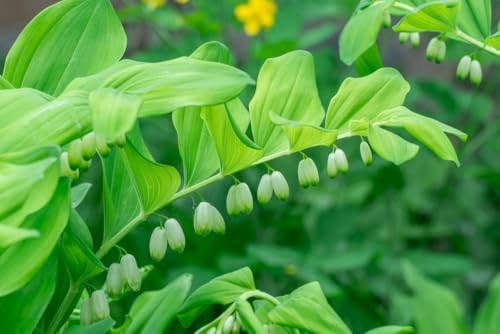 Solomon's Seal Plants for Growing, Weeping Blooms, Easy to Grow, Not Seeds, Healthy Rootstock