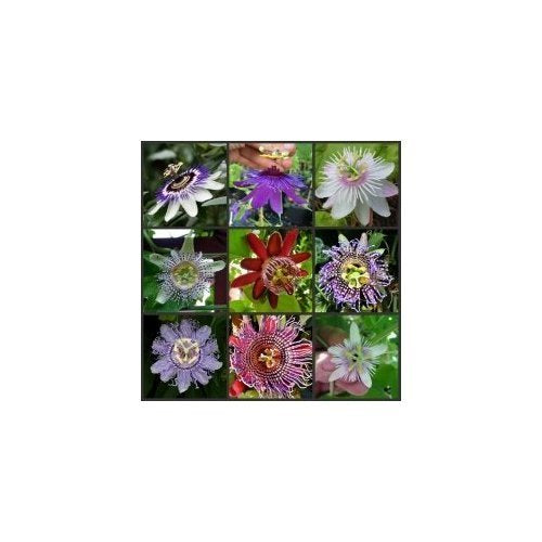 Rare Passiflora incarnata Maypop 10pcs/bag - Beautiful Passion Vine Fruit Flower Seeds