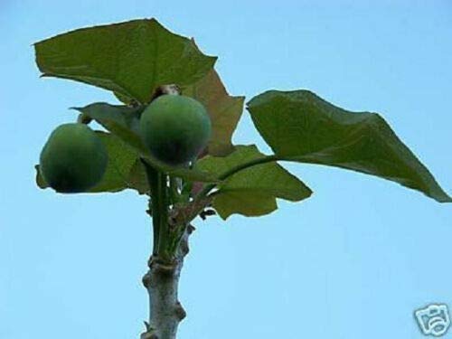 Physic Nut Barbados Rare Jatropha Curcas Diesel jocad (15 Seeds)