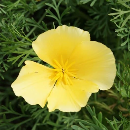 Poppy Flower Seeds for Planting - Rare Strains (50 Seeds per Packet)