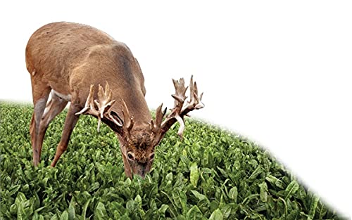 Sugar Beets Deer Food Plot Seeds - 500 Seeds to Grow - Whitetail Deer Go Wild for Sugar Beets
