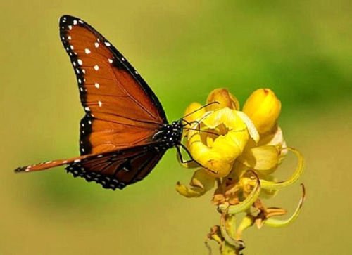 BSNKRY Cassia Alata Medicinal Senna Candle Bush Tree Butterflies Garden Plant 100 Seeds