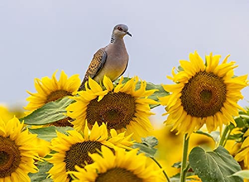 Peredovik Sunflower Seeds for Planting - 500 Seeds - Attract Doves and other Birds