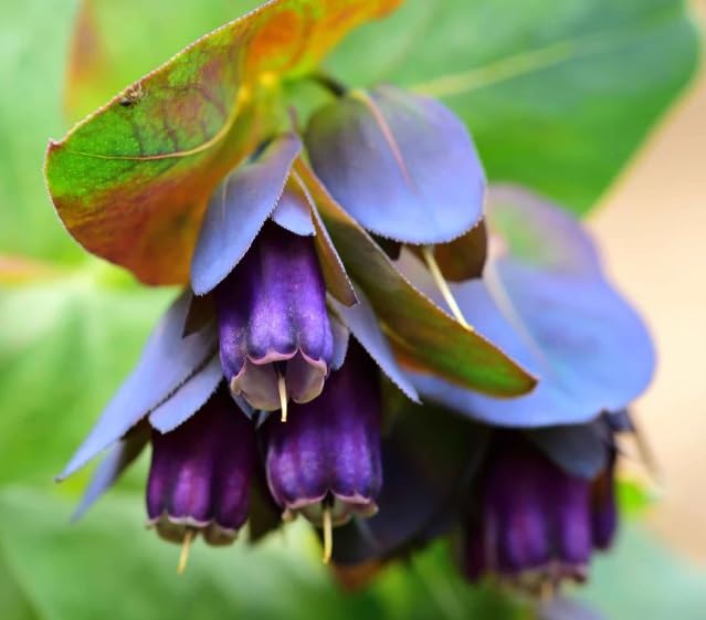 Purple Honeywort Seeds for Planting (10 Seeds)