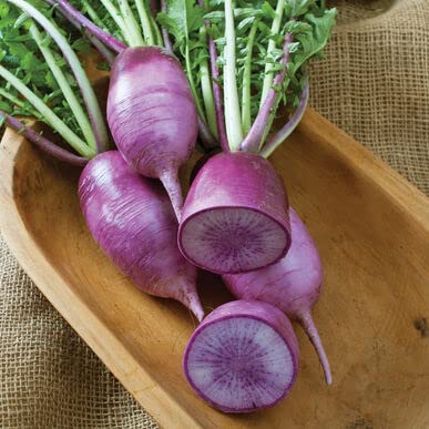 Purple Korean Radish Seeds for Planting - 100+ Seeds - Rare Garden Vegetable Seeds