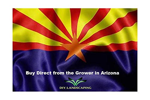 Tecoma Stans, Yellow Elder, Esperanza ,Texas Yellow Bells 25+ FRESH SEEDS