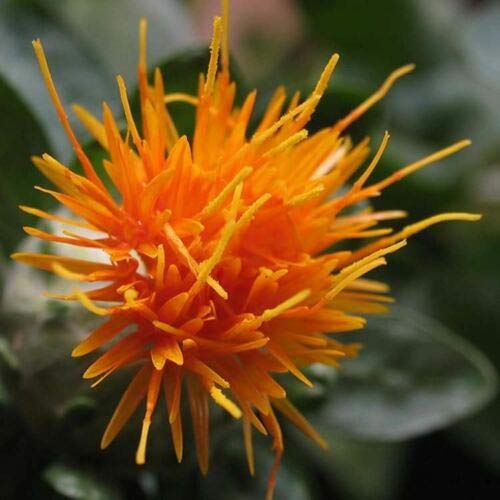 Safflower Saffron Carthamus Tinctorius Yellow Orange Flower Seeds ctavl (300 Seeds)