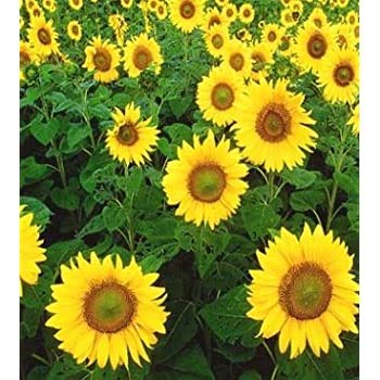 Dwarf Sunspot Sunflower Seeds to Plant | 50+ Seeds | Exotic Flower Seeds