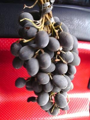 Velvet Tamarind Plum Tree Seeds for Planting (10 Seeds) - Dialium indum