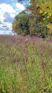 Purpletop Tridens Grass Seeds for Planting - Tridents flavus