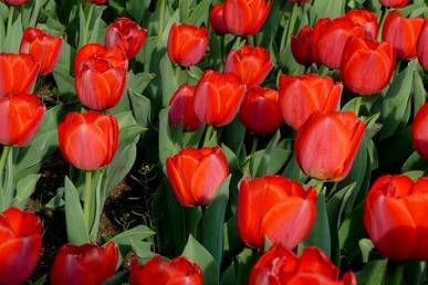 25 Quality Tulip Bulbs - Parade (Bright Red) - Imported from Holland