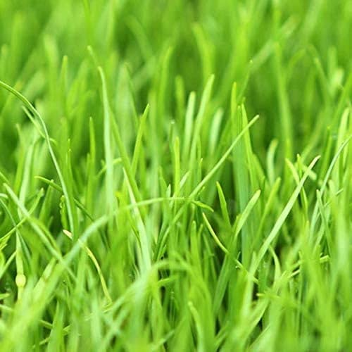 Annual Ryegrass Seeds for Planting - Premium Quality Rye Grass