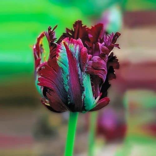 10 Black Parrot Tulip Bulbs - 10 Fresh Bulbs to Grow - Ships from Iowa, USA