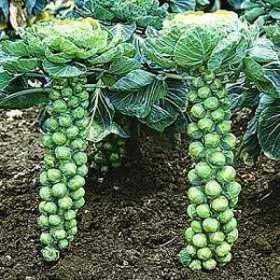 Vegetable Garden Seed Kit 