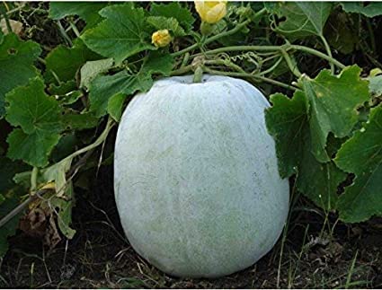 20 Wax Gourd Seeds for Planting - Ships from Iowa, USA - Grow White Asian Melons