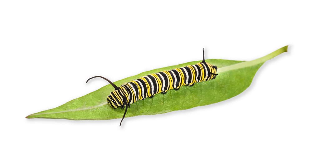 Butterfly Milkweed Native Seeds for Planting (100 Seeds) - Asclepias tuberosa - Great for Butterflies and Pollinators