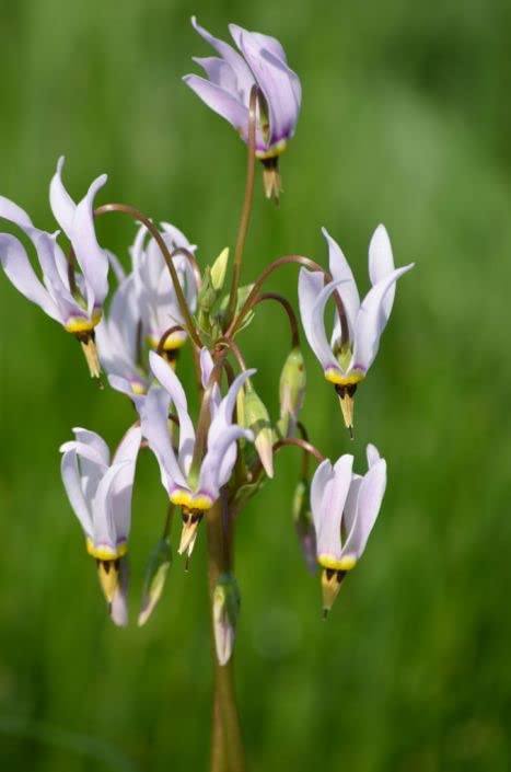 Midland Shooting Star Flower Seeds for Planting (50 Seeds) - Dodecatheon meadia