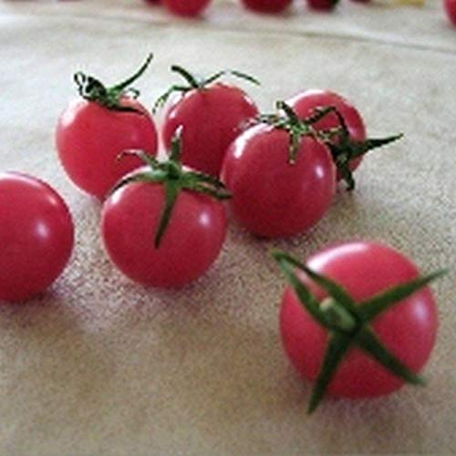 Pink Cherry Tomato Seeds - Low Acid but Very high Sugar Flavor (50 - Seeds)