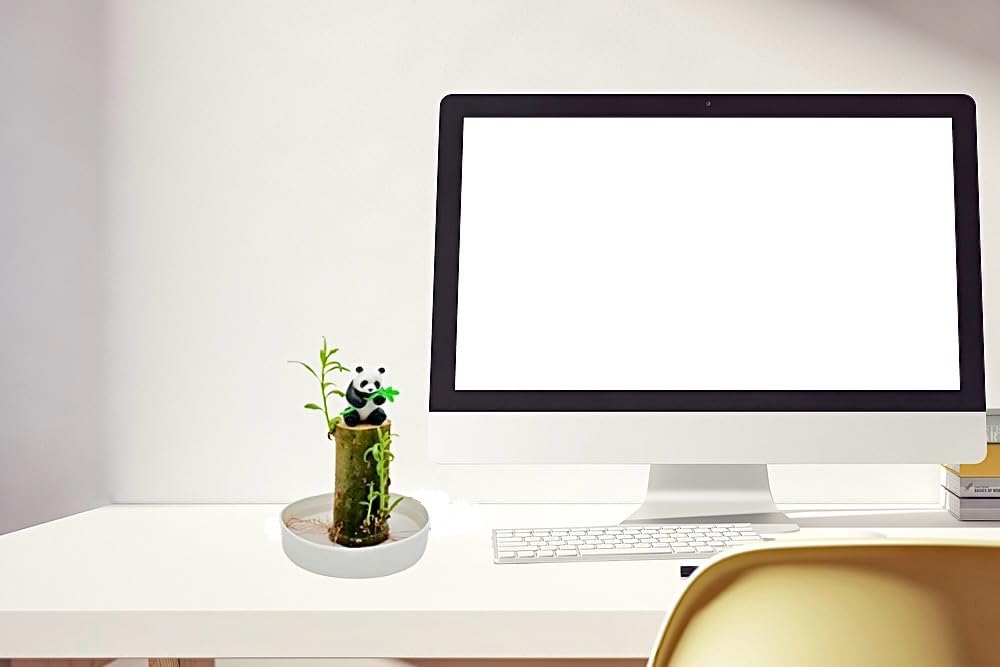 CZ Grain Lucky Bamboo Office Desk Planter and Panda - Thick Trunk Brazil Willow Wood Grows Fast - Window or Cabinet Decor - All in One Desktop Bonsai Kit