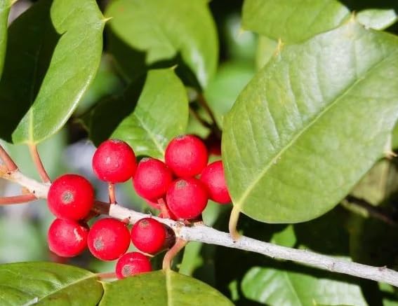Winterberry Bush Seedlings for Planting - Stunning Red Berries