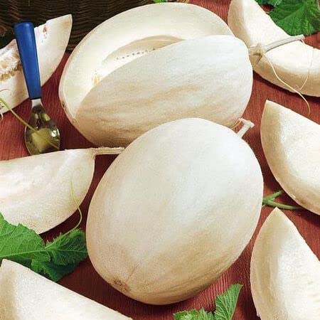 10 Sweet Sakatas Melon Seeds | Very Rare - Ships from Iowa, USA - Snowball Melon Seeds