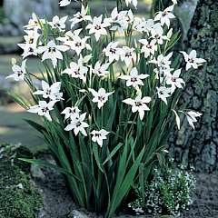 acidanthera murielae fragrant gladiolus 4 bulbs .imported from holland.