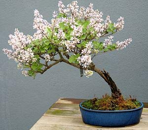 Early White Lilac Seeds for Planting | 50+ Seeds | Highly Prized for Bonsai, Fragrant White Flowers