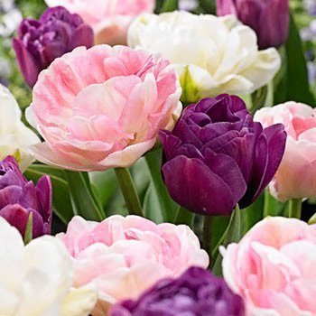 30 Double Late Mixture Tulip Bulbs - Tulipa Double Late