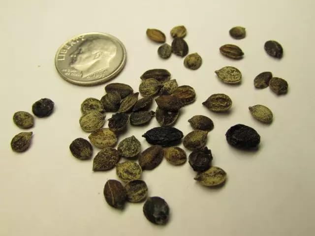 20 Wild Raisin Bush Seeds for Planting - Possumhaw - Viburnum cassinoides