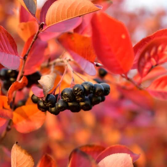 Aronia Berry Bush (Choke Cherry) Seedlings for Planting - Live Chokecherry Plants