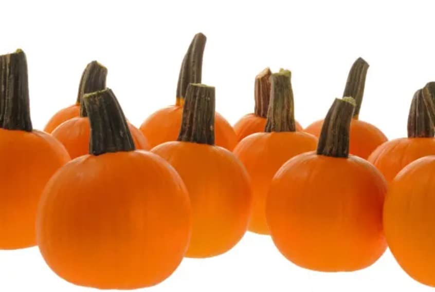 Half Pint Pumpkin Seeds for Planting (10 Seeds) - Perfect for Painting