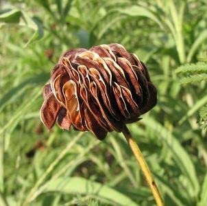 Prairie Mimosa Seeds for Planting (30 Seeds) - Desmanthus Illinoensis Seeds - Illinois Bundleflower