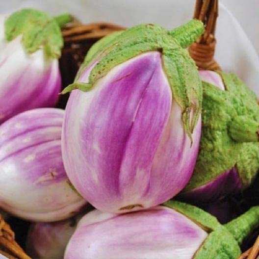 Rosa Bianca Eggplant Seeds, 50+ Heirloom Seeds Per Packet -, Non GMO Seeds, Botanical Name: Solanum melongena