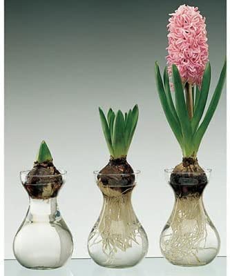 Hyacinth Bulb and Forcing Vase - Ready to Grow Indoor Hyacinth - Mixed Color Hyacinth, Just Add Water - Made in USA