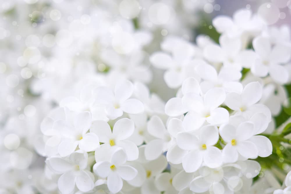 White Lilac Seeds for Planting | 100+ Seeds | Highly Prized for Bonsai, Fragrant White Flowers