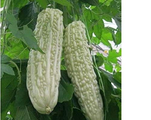 Bitter Gourd S??DS for Pl?nting - Chinese Green Or White Balsam Pear Bitter Melon S??DS Gourd for Diabetes 5 White S??DS